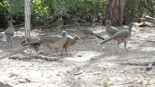Wild Birds Foraging On The Forest Floor, Showcasing Natural Behavior.