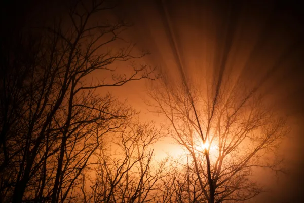 Branches Nature Orange Ray Of Sunshine