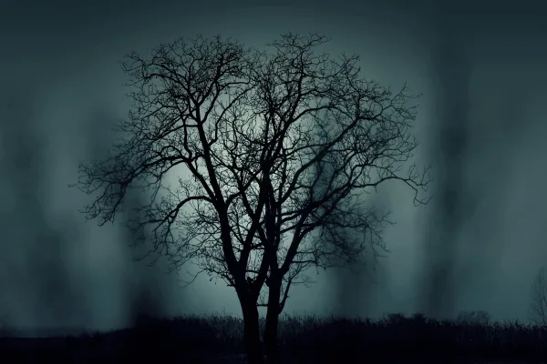 Dark Nature Night Tree
