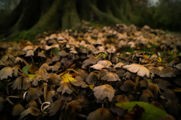 Wood Forest Autumn Mushrooms