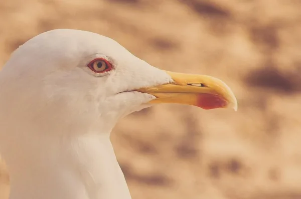 A Close Up Of A White Bird With A Yellow Beak