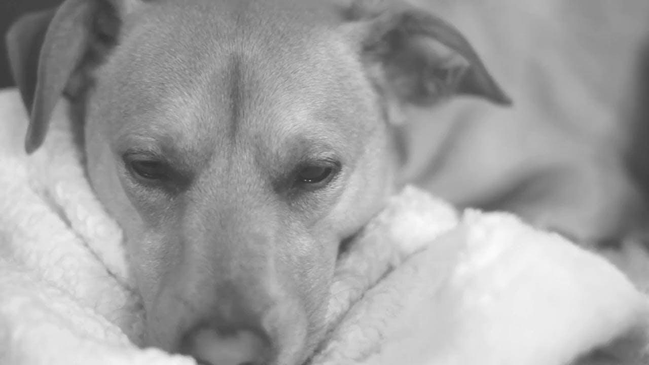 A Peaceful Dog Resting On A Fluffy Blanket In A Cozy Setting.